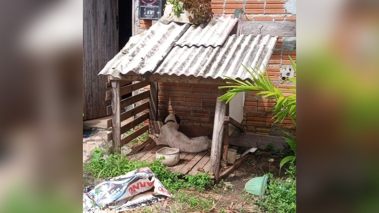 EM MACAPÁ, POLÍCIA CIVIL RETIRA CÃO DE CONDIÇÕES DE MAUS-TRATOS E RESGATA CADELA PERDIDA